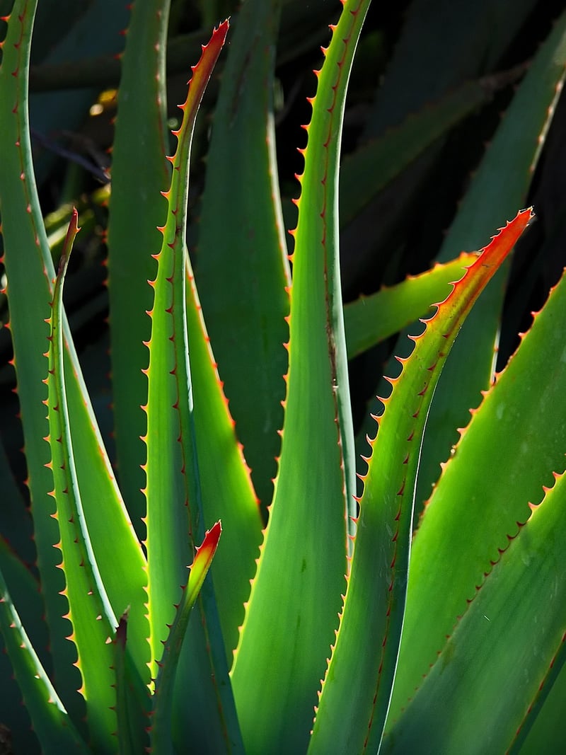 Aloe Vera Types