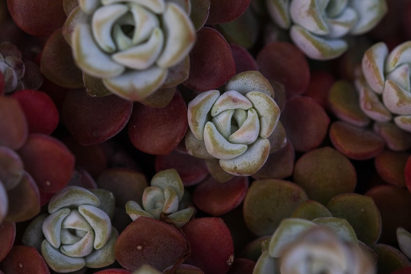 Sedum Species