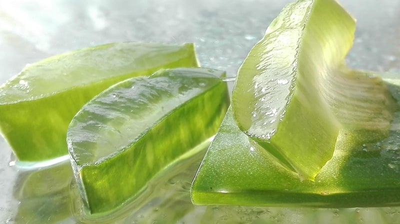Aloe Vera Arborescens