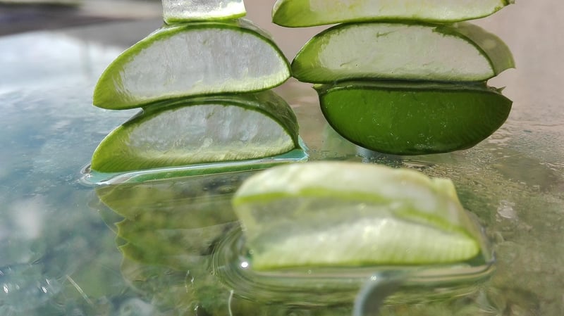 Aloe Vera Barbadensis Miller