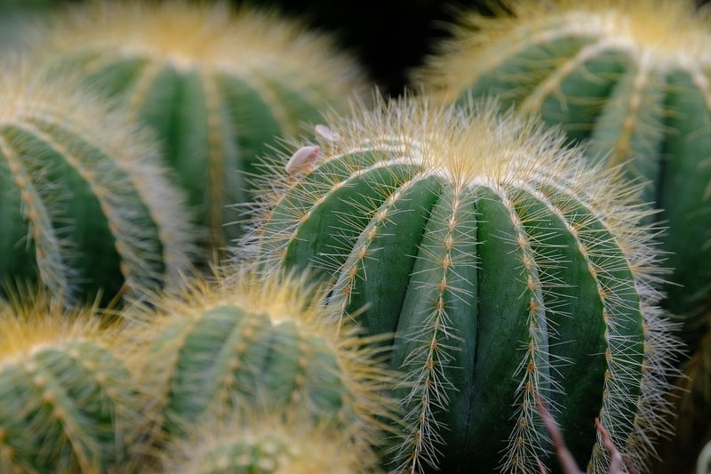 Overwatering Succulent