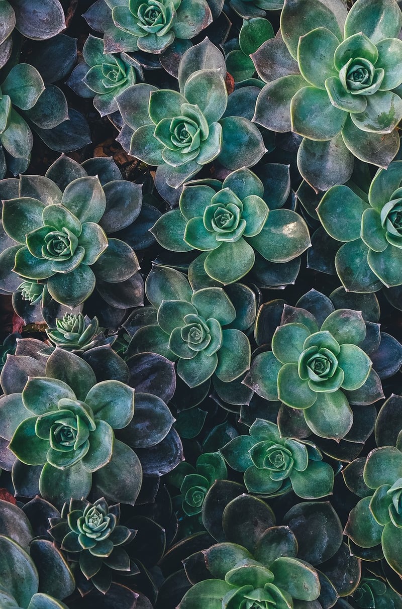 Etiolated Succulent