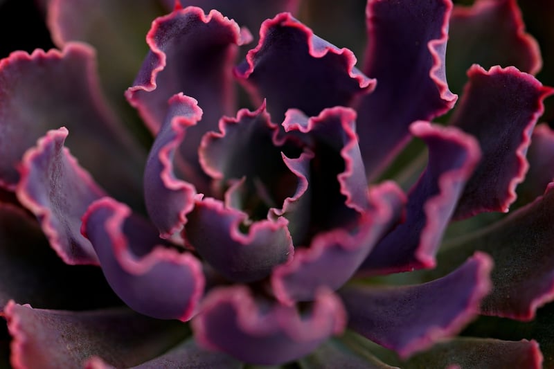 Succulent Pests